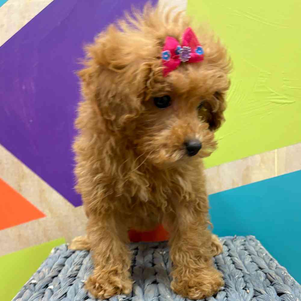 Female Bichonpoo puppy named Flora for sale at Petland Wichita West.