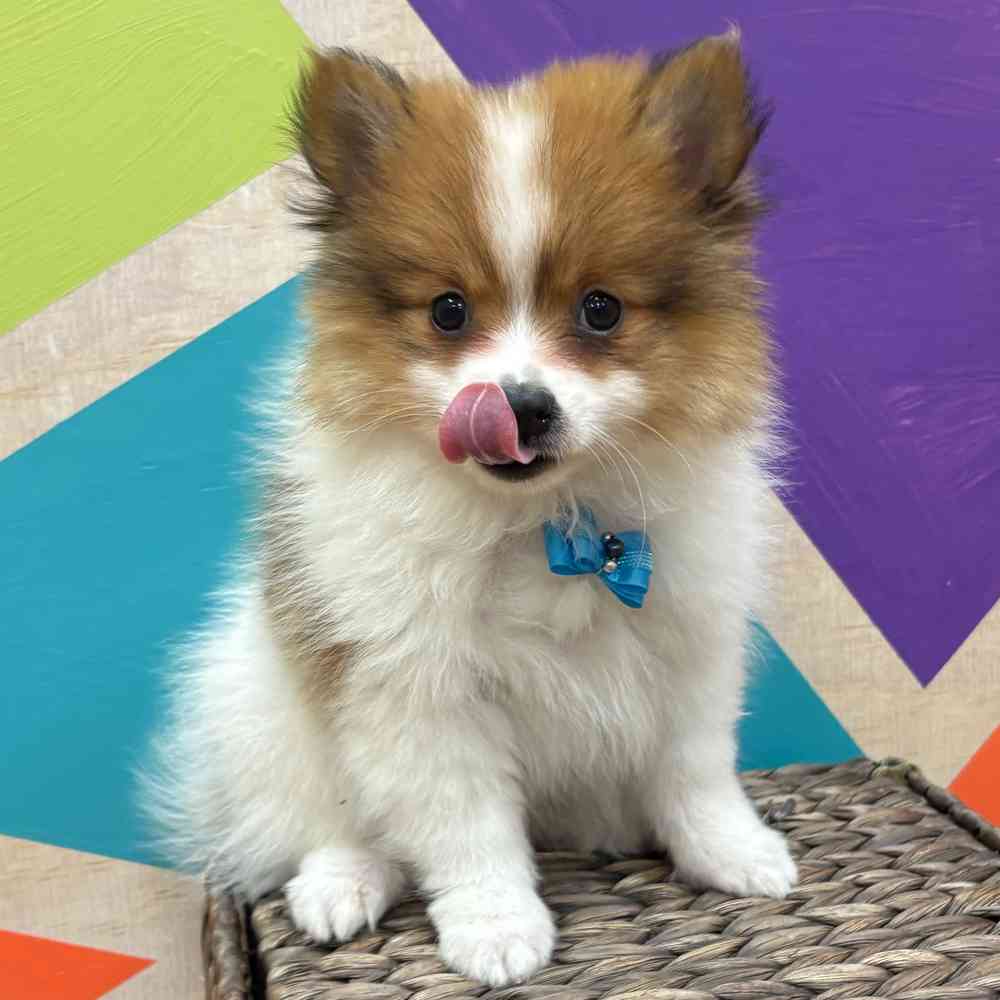 Male Pomeranian puppy named Tiny Tim for sale at Petland Wichita West.
