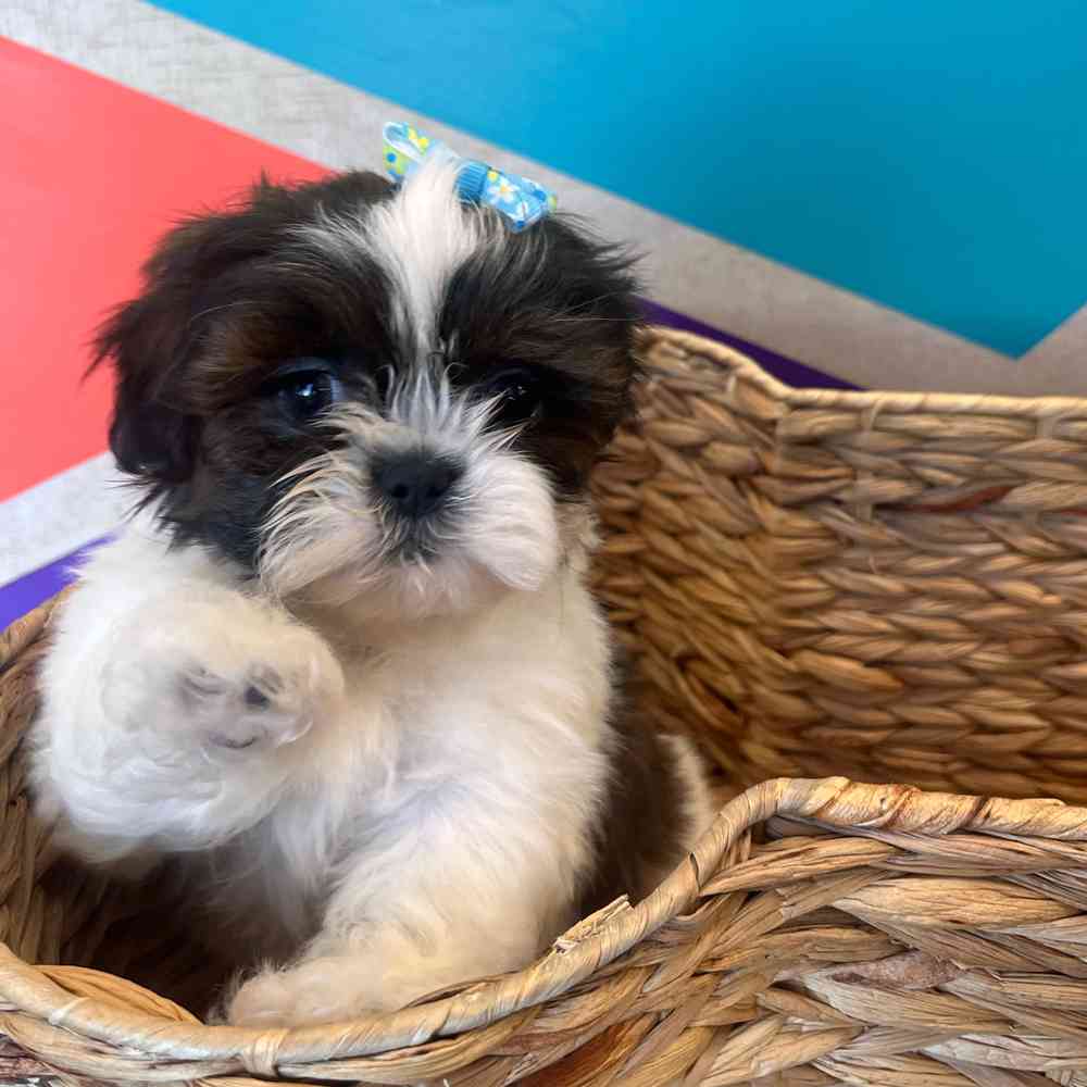 Female Shih Tzu puppy named Daphne for sale at Petland Wichita West.