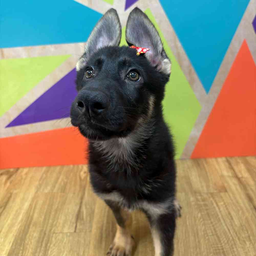 Female German Shepherd puppy named Genevive for sale at Petland Wichita West.