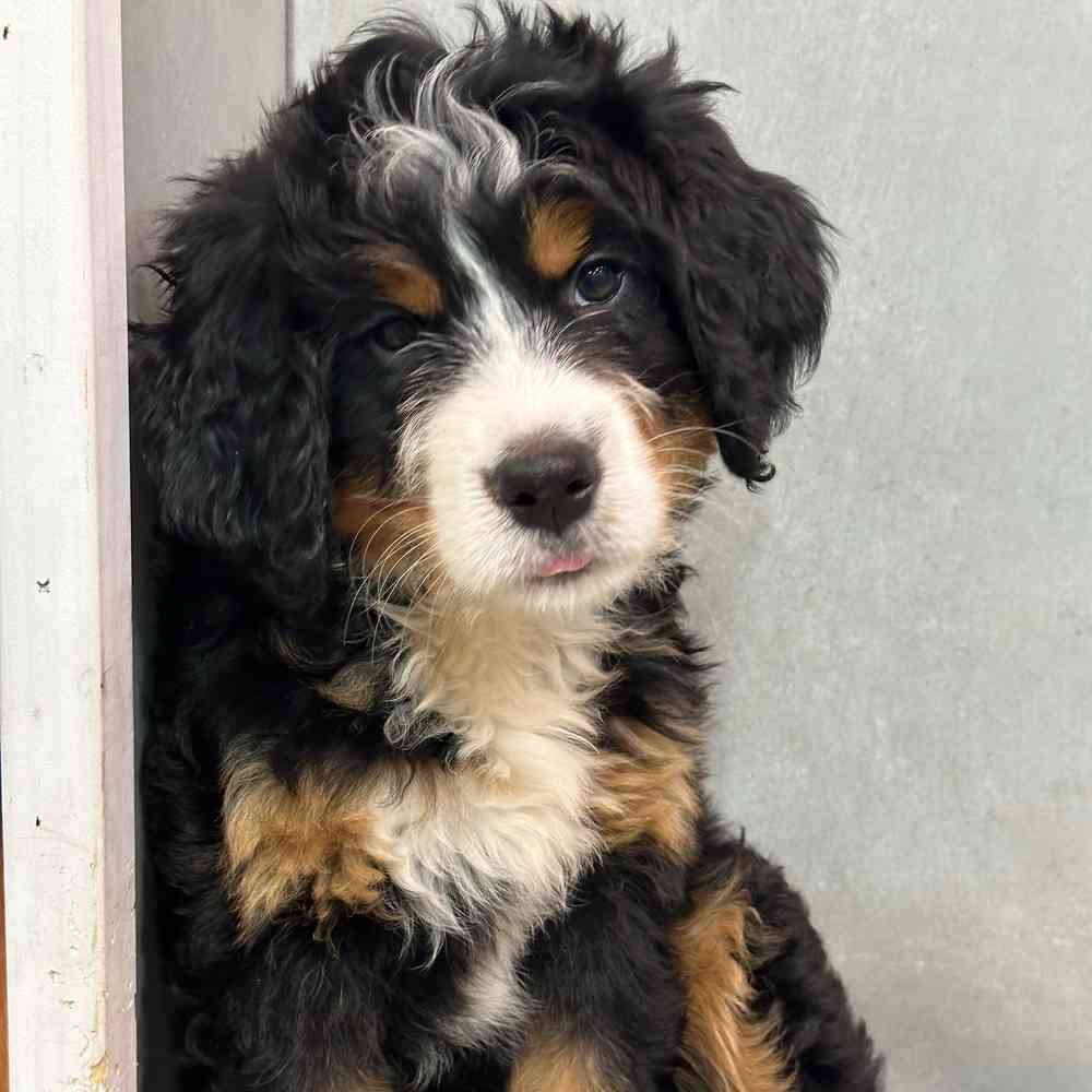 Female Mini Bernedoodle puppy named Betty for sale at Petland Joplin.