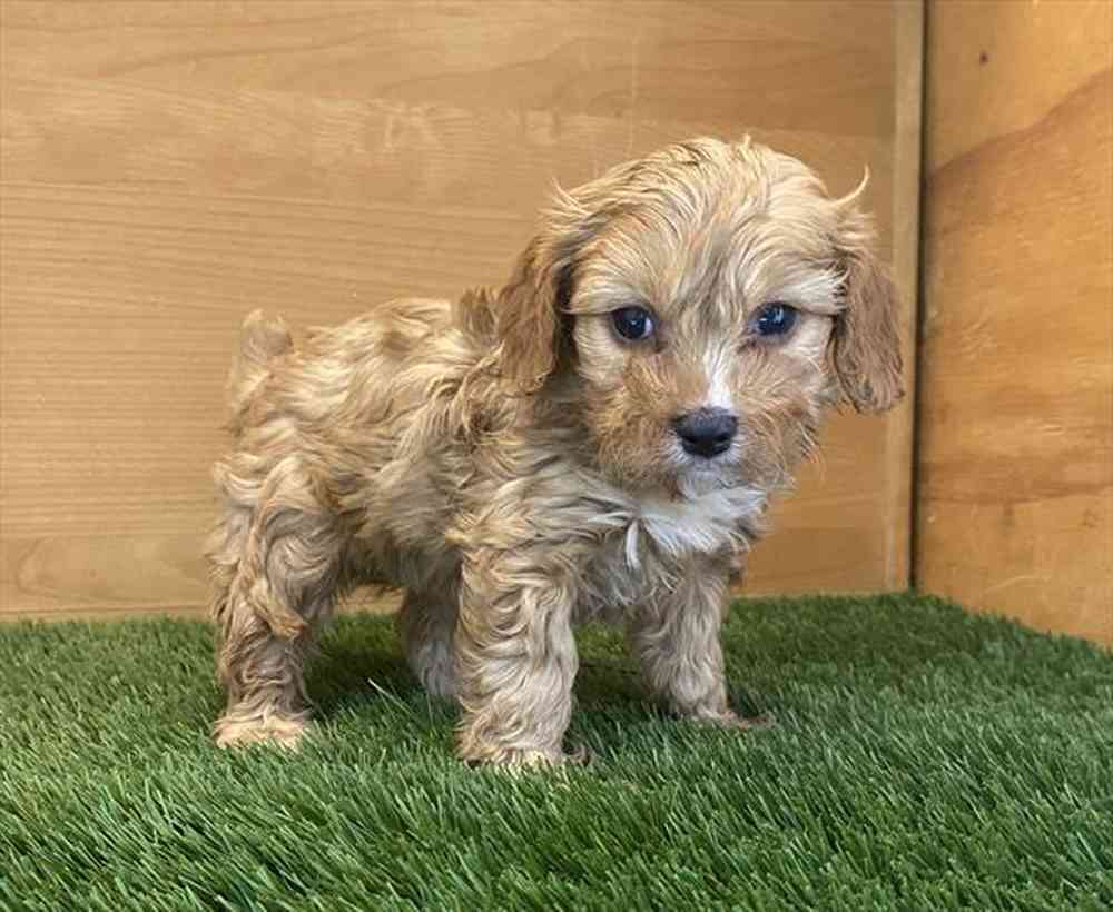 Male Cavapoo puppy named Fred for sale at Petland Rogers.