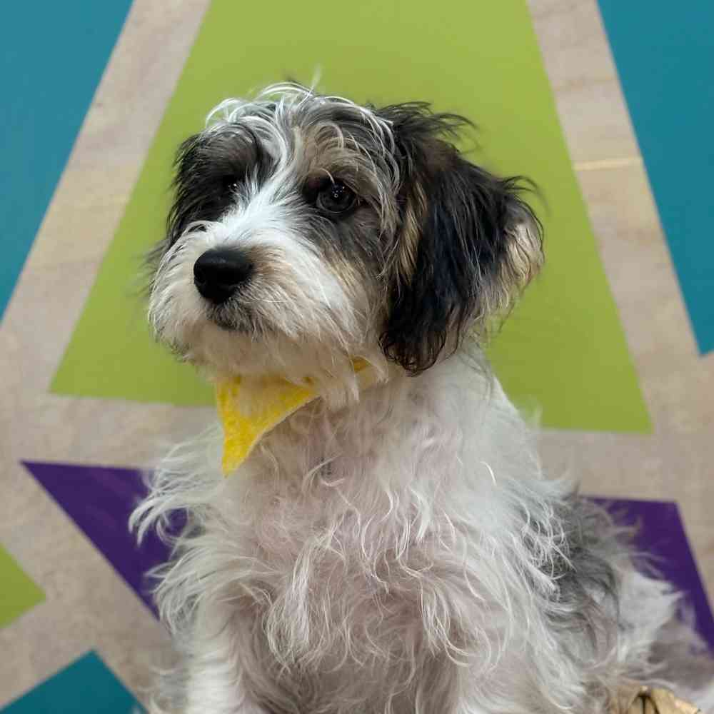 Male Yorkie-Poo puppy named Jax for sale at Petland Wichita West.