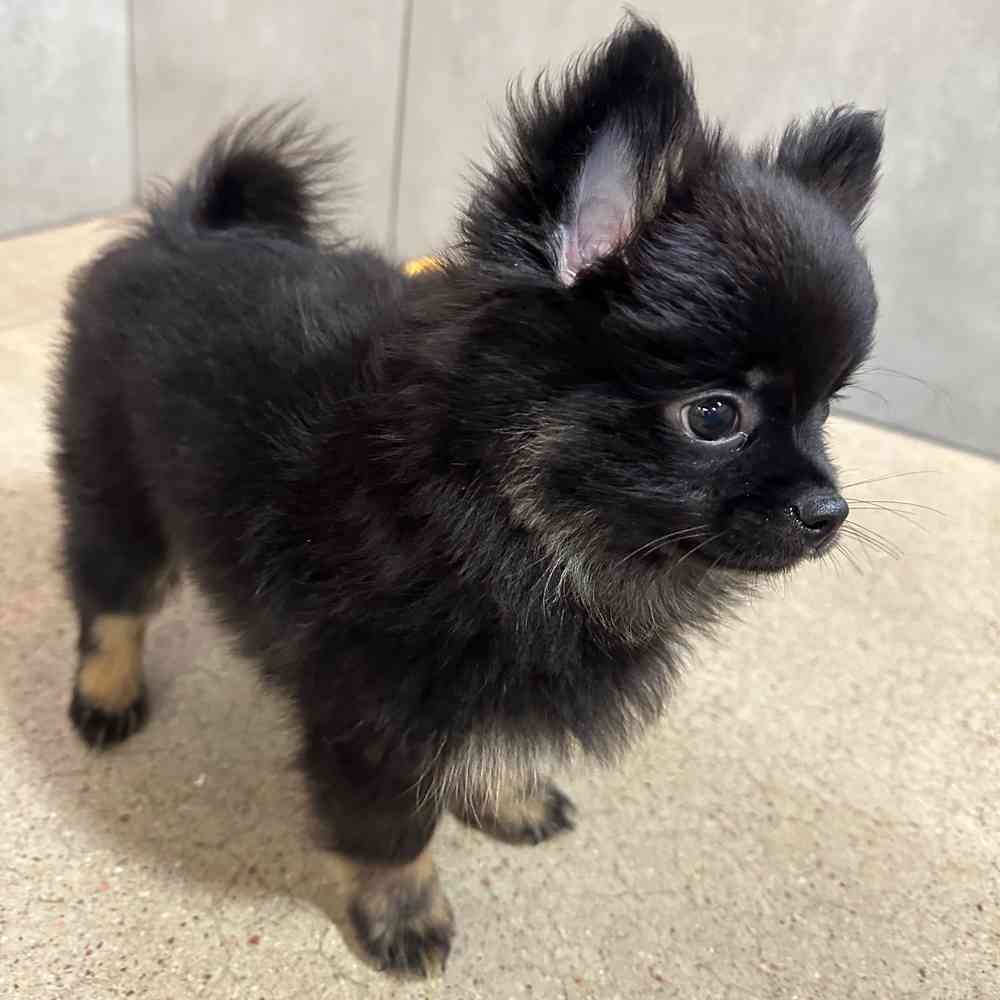 Male Pomeranian puppy named Bear for sale at Petland Joplin.