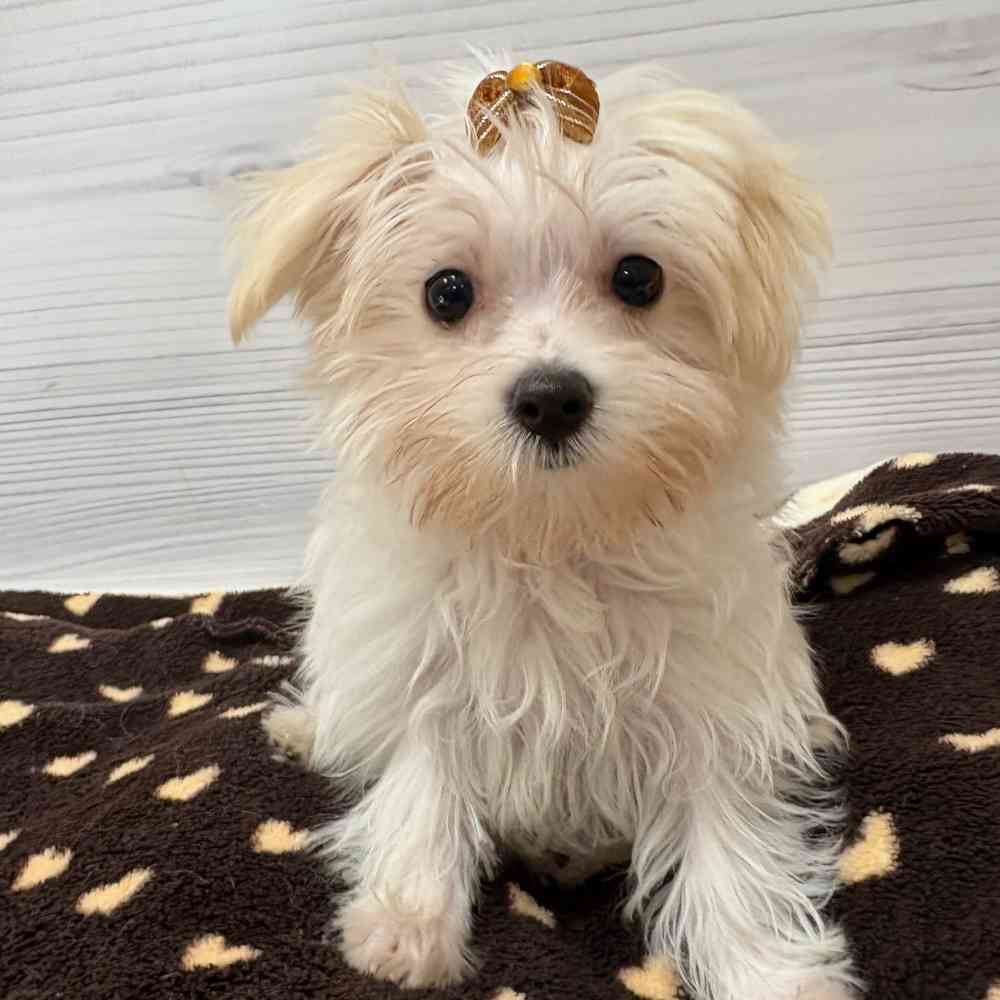 Female Morkie puppy named Elsa for sale at Petland Wichita West.