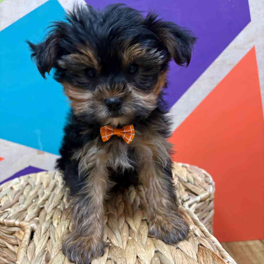 Male Yorkie puppy named Eric for sale at Petland Joplin.