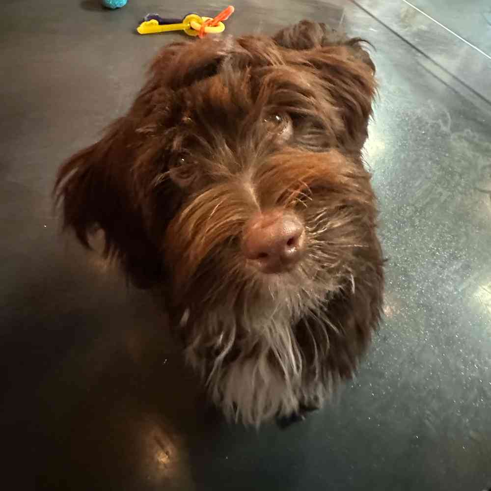 Male Havanese puppy named Hershey for sale at Petland Fayetteville.