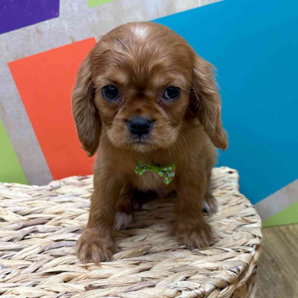 Male Cavalier King Charles Spaniel puppy named Reuben for sale at Petland Wichita West.