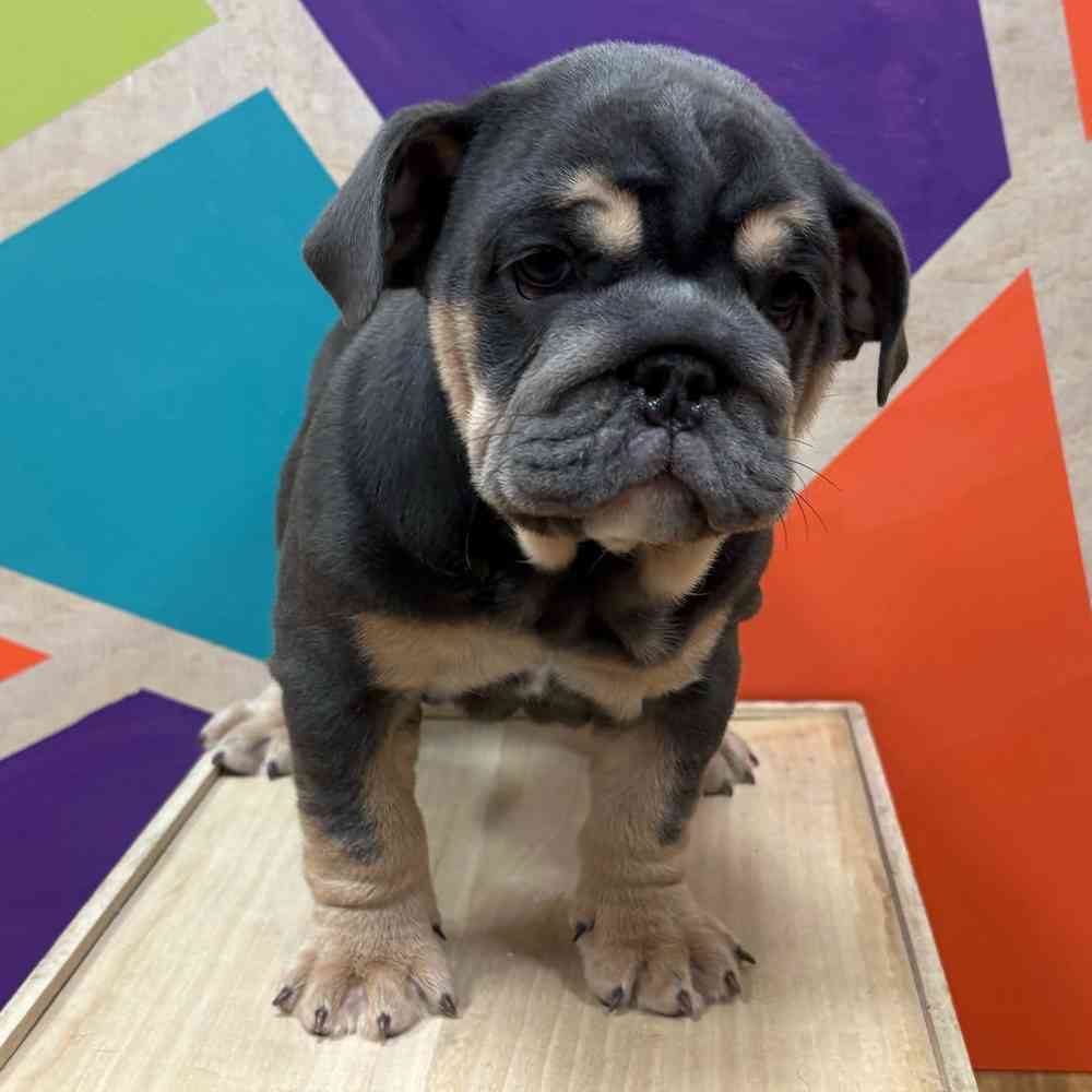 Female English Bulldog puppy named Indigo for sale at Petland Wichita West.
