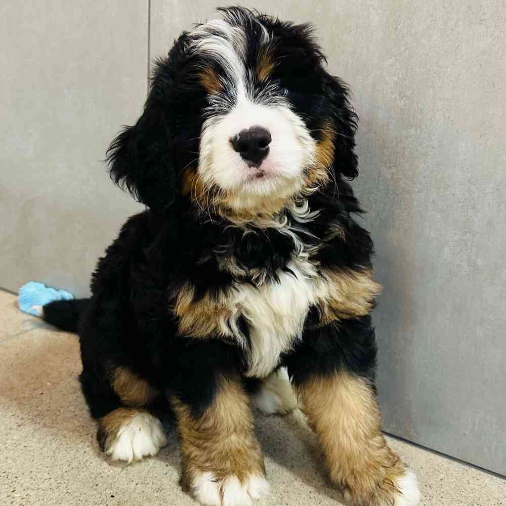 Male Mini Bernedoodle puppy named Benson for sale at Petland Rogers.