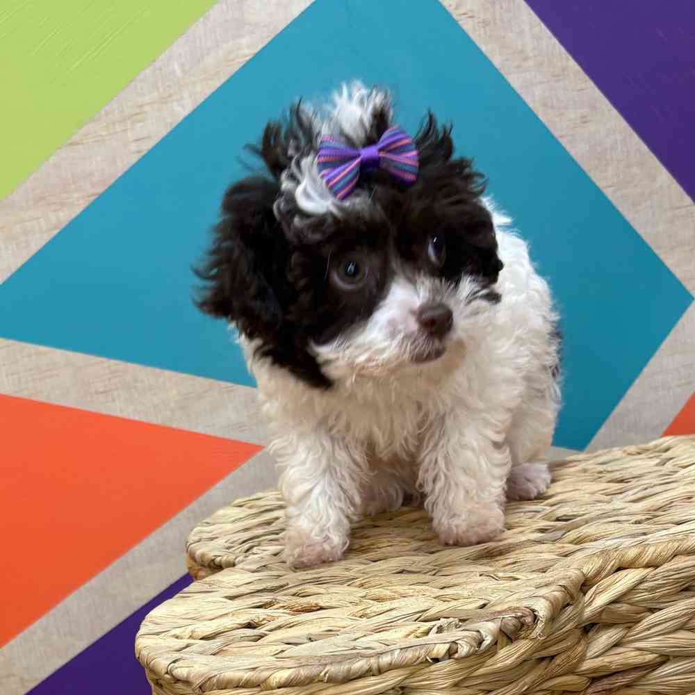 Female Poodle Toy puppy named Ethell for sale at Petland Joplin.