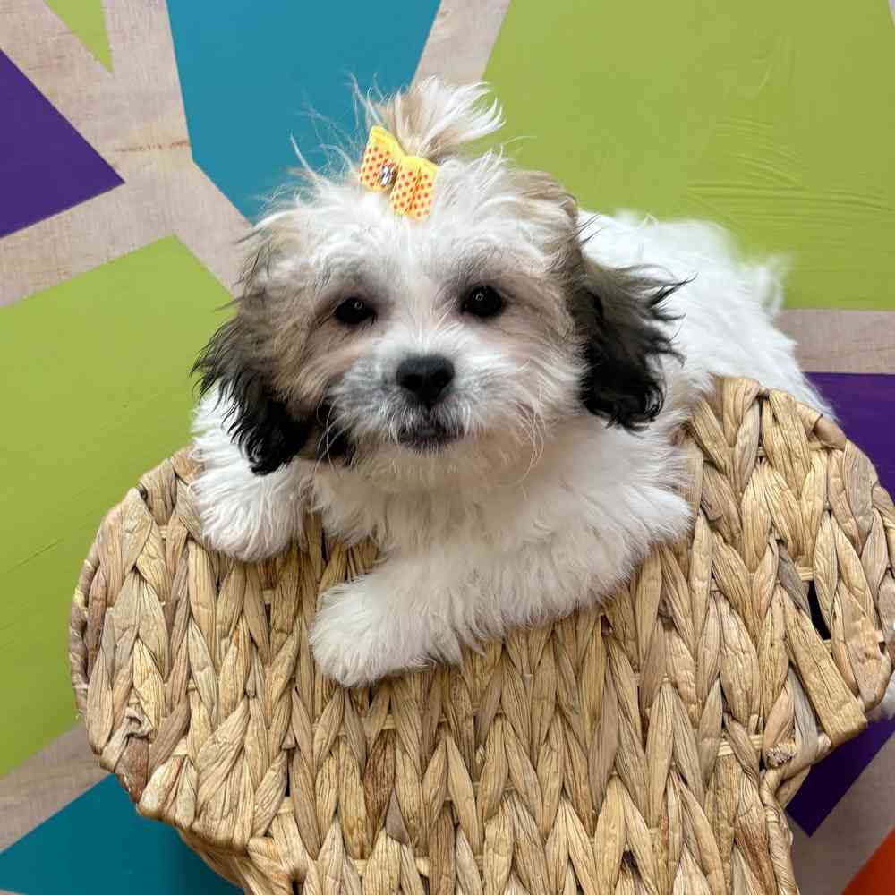 Female Teddy Bear puppy named Tasha for sale at Petland Joplin.