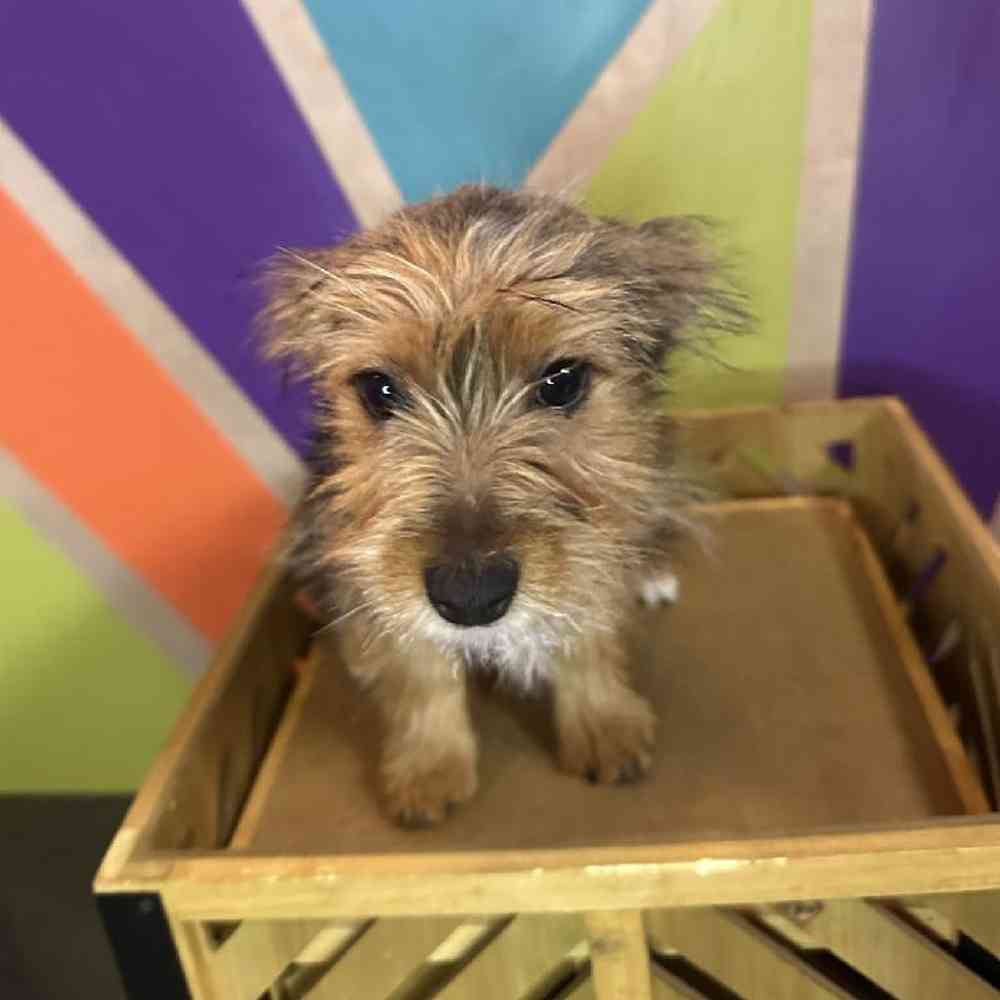 Male Yorkie puppy named Pickles for sale at Petland Fayetteville.