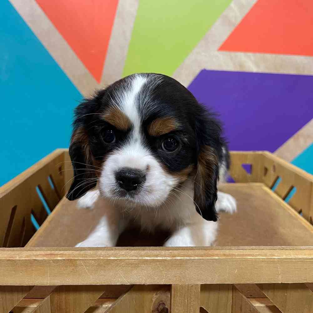Male Cavalier King Charles Spaniel puppy named Espresso for sale at Petland Rogers.
