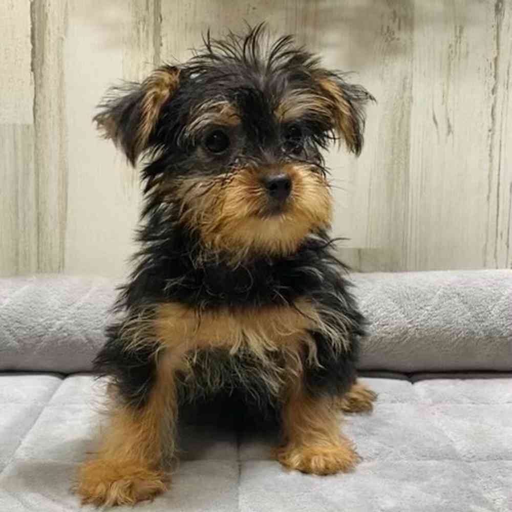 Male Yorkie puppy named Max for sale at Petland Rogers.
