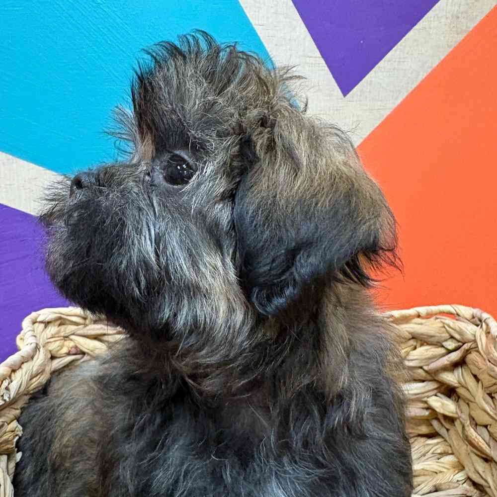 Female Malshi puppy named Bridgette for sale at Petland Wichita West.