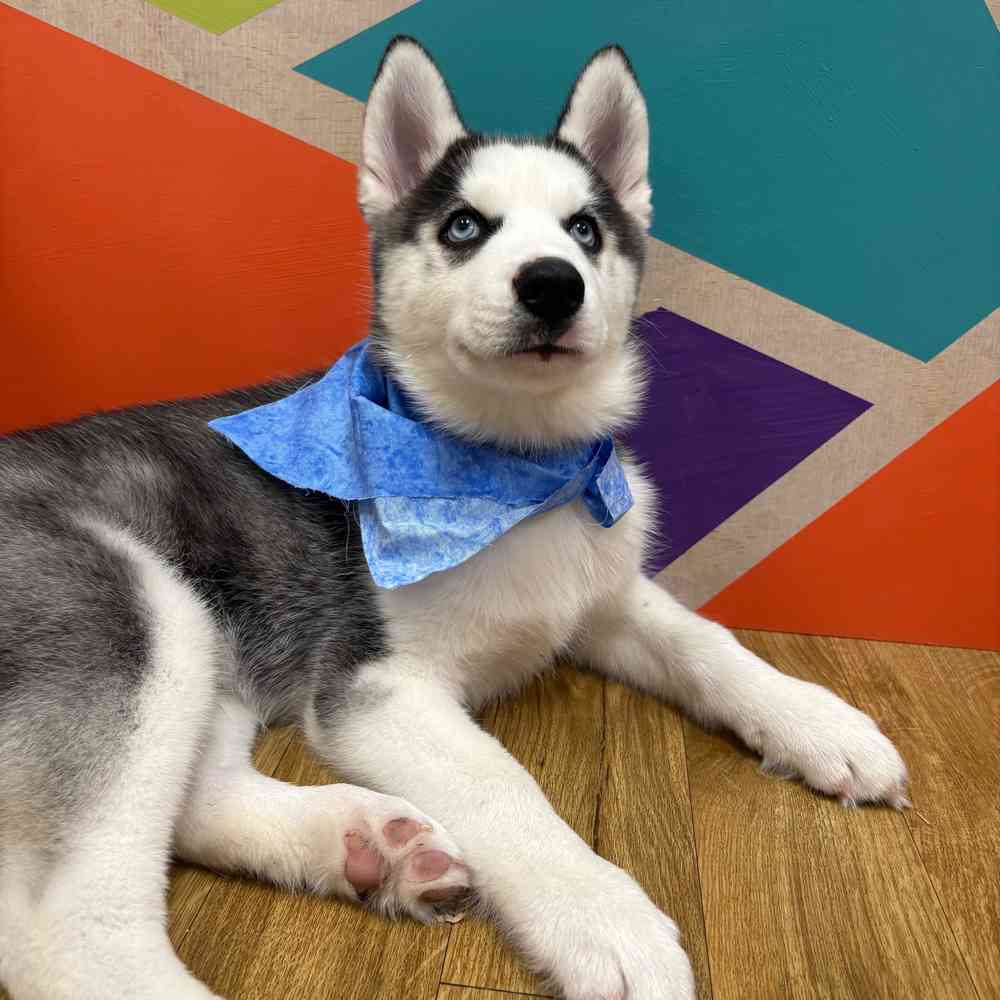 Male Siberian Husky puppy named Pickles for sale at Petland Wichita West.