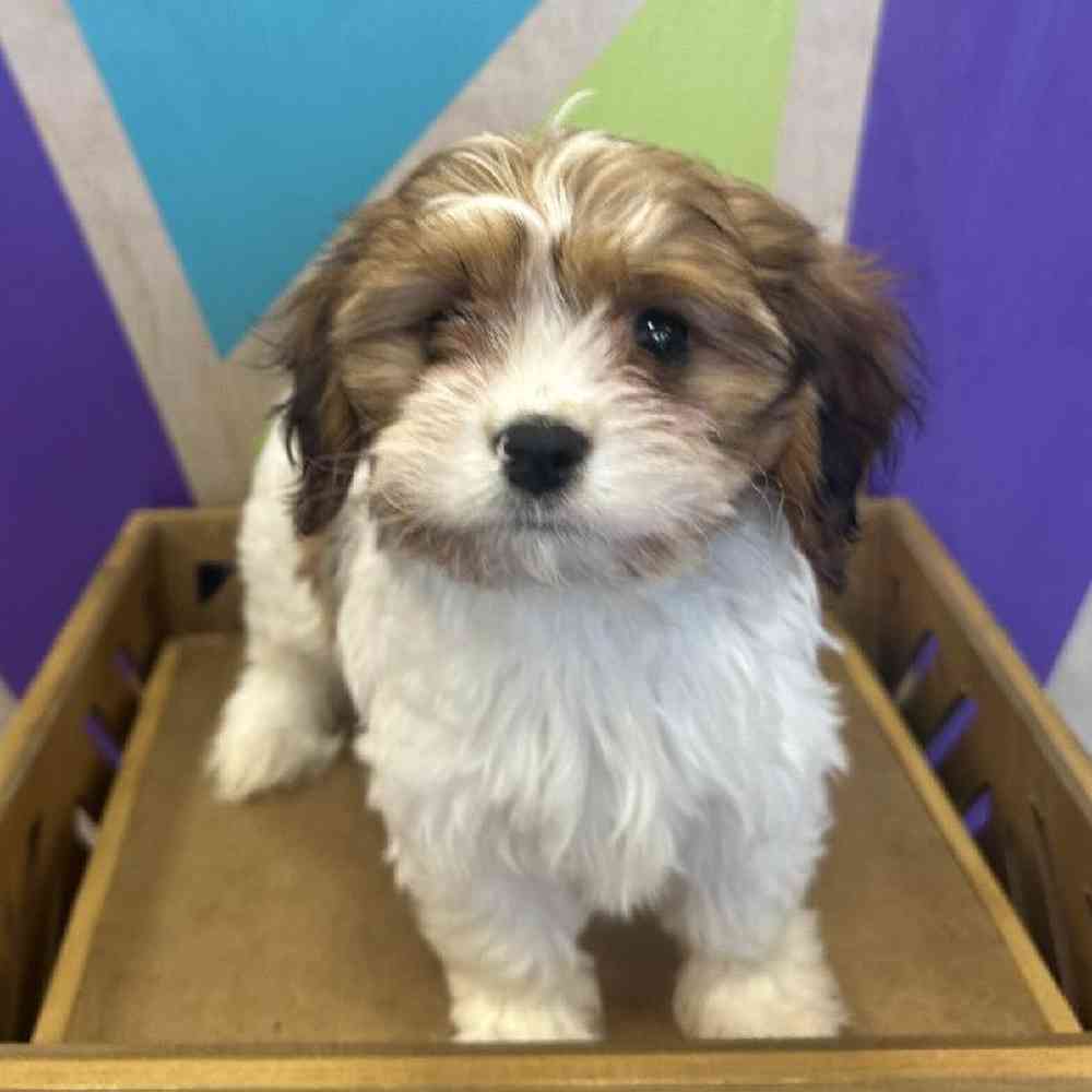 Female Havalier puppy named Hattie for sale at Petland Rogers.