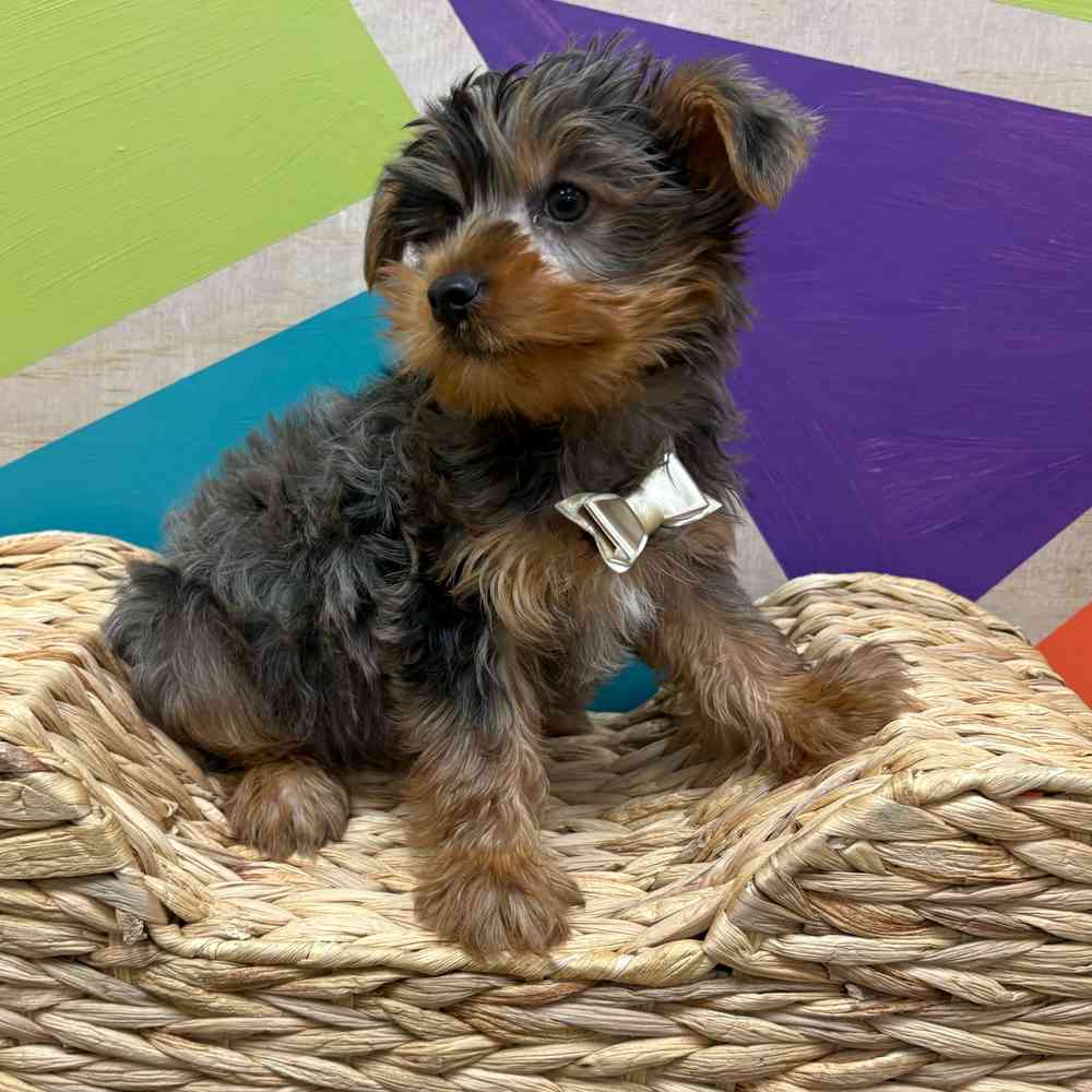 Male Yorkie puppy named Murphy for sale at Petland Wichita West.