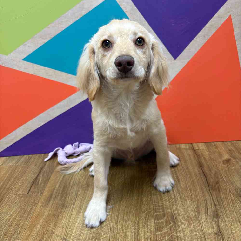 Male F1B Cockapoo puppy named Tommy for sale at Petland Wichita West.