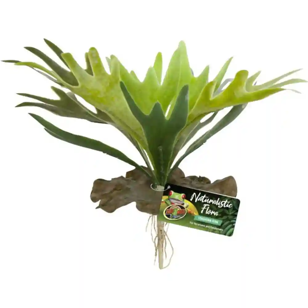 Zml Plnt Staghorn Fern