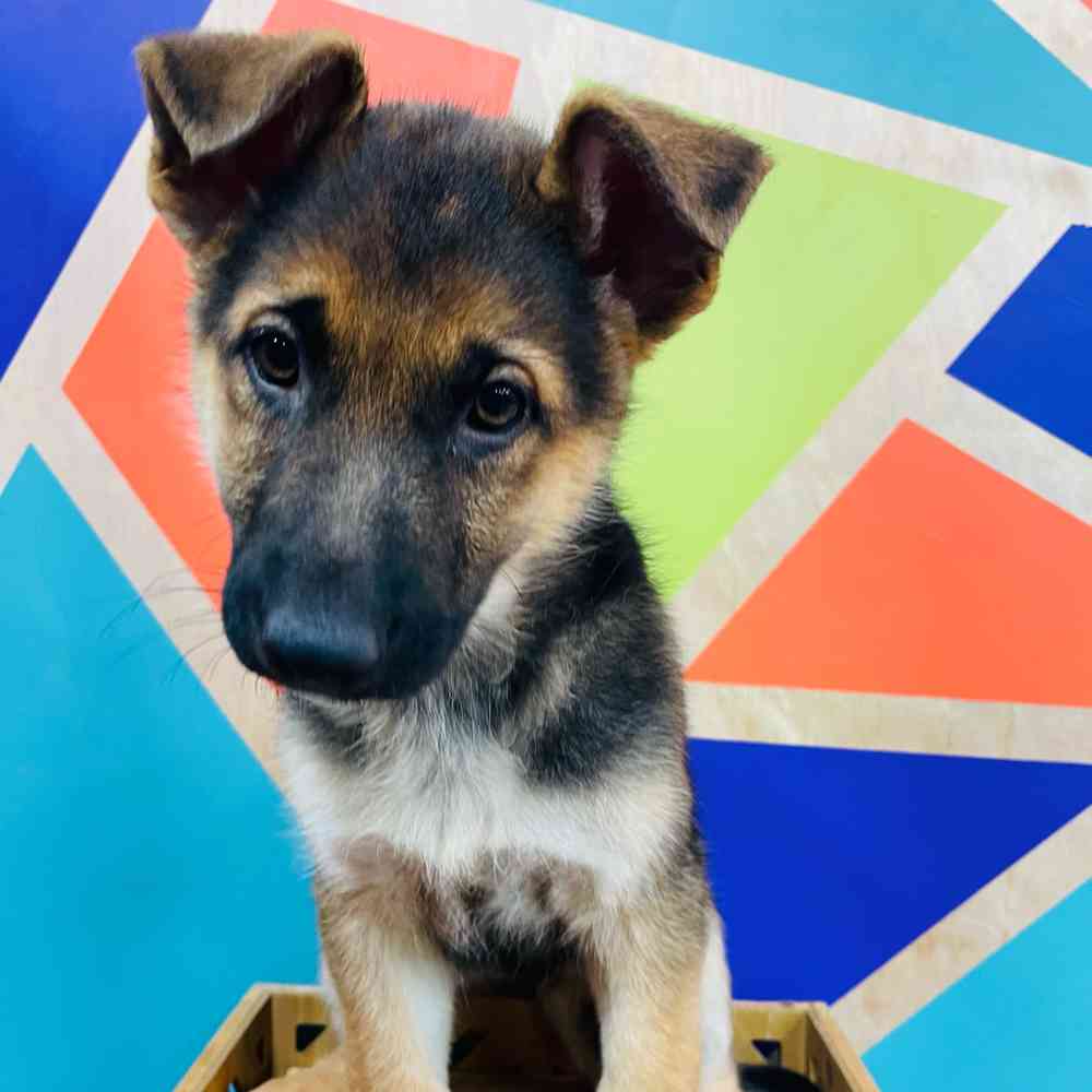 Female German Shepherd puppy named Kayda for sale at Petland Wichita West.