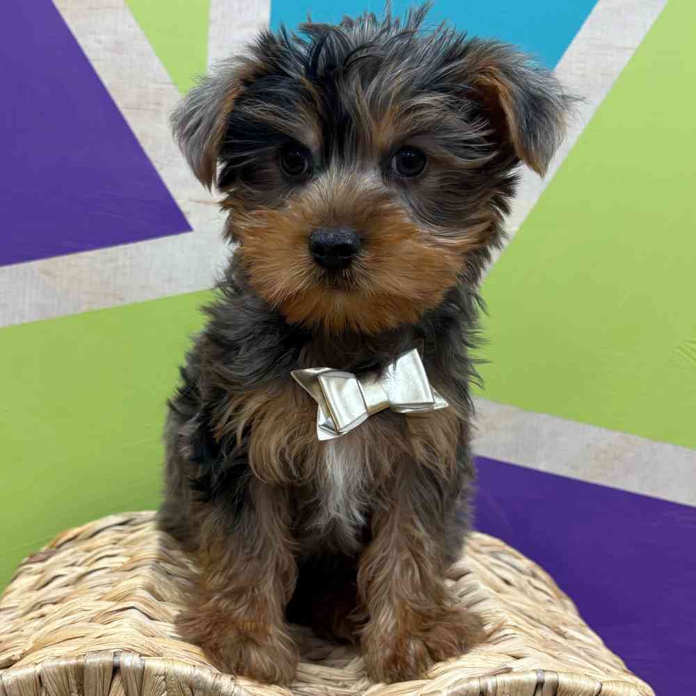 Male Yorkie puppy named Murphy for sale at Petland Wichita West.