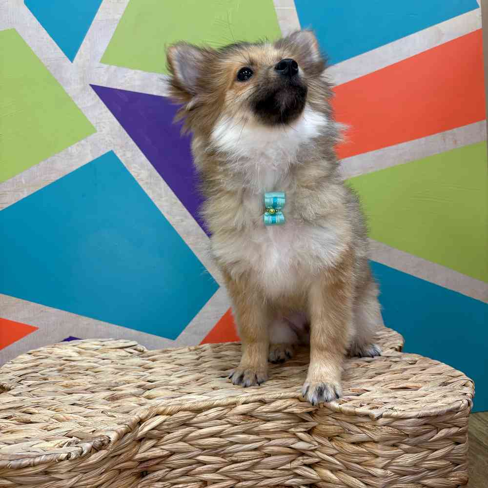 Male Pomeranian puppy named Bear Bear for sale at Petland Wichita West.
