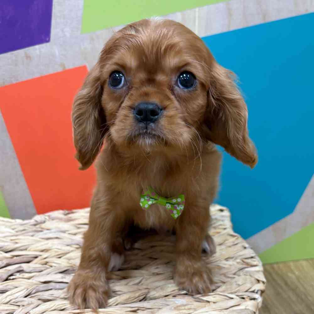 Male Cavalier King Charles Spaniel puppy named Reuben for sale at Petland Wichita West.