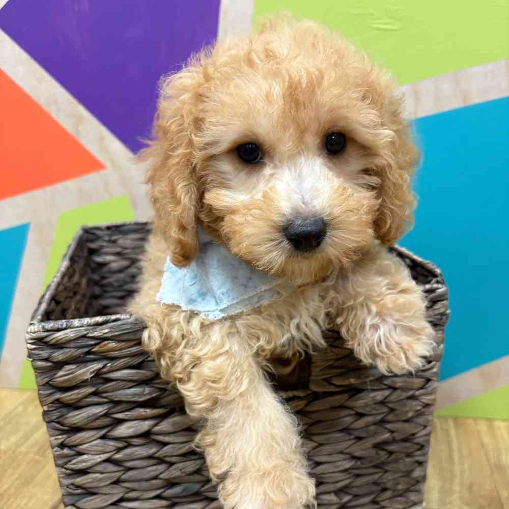 Male Bichonpoo puppy named Moses for sale at Petland Wichita West.