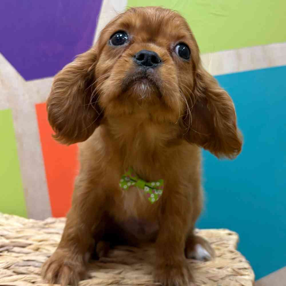 Male Cavalier King Charles Spaniel puppy named Reuben for sale at Petland Wichita West.
