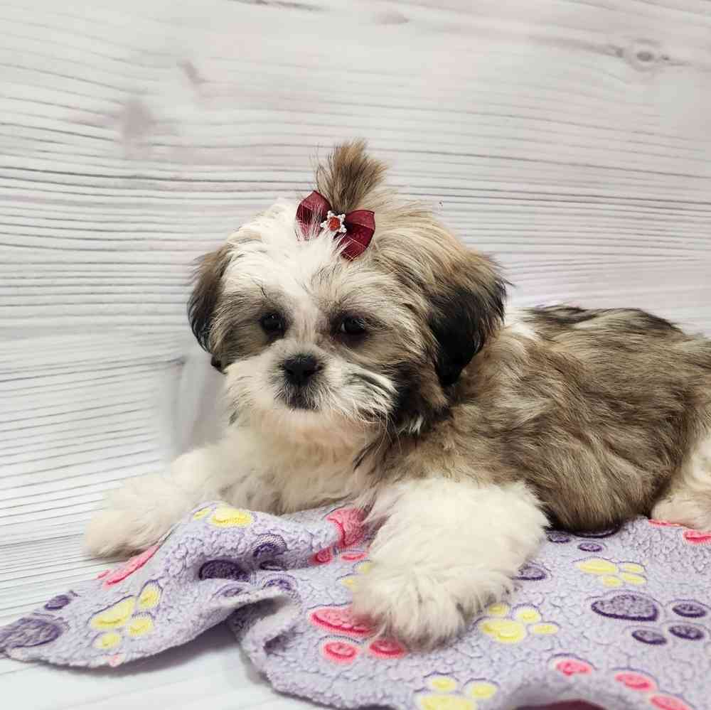 Female Shih Tzu puppy named Ginger for sale at Petland Wichita West.