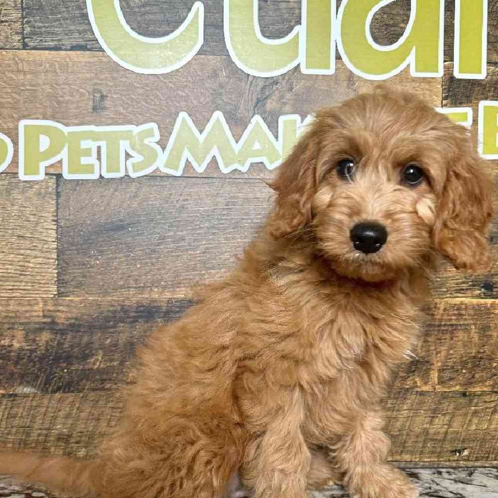 Male Mini Goldendoodle puppy named Jason for sale at Petland Rogers.