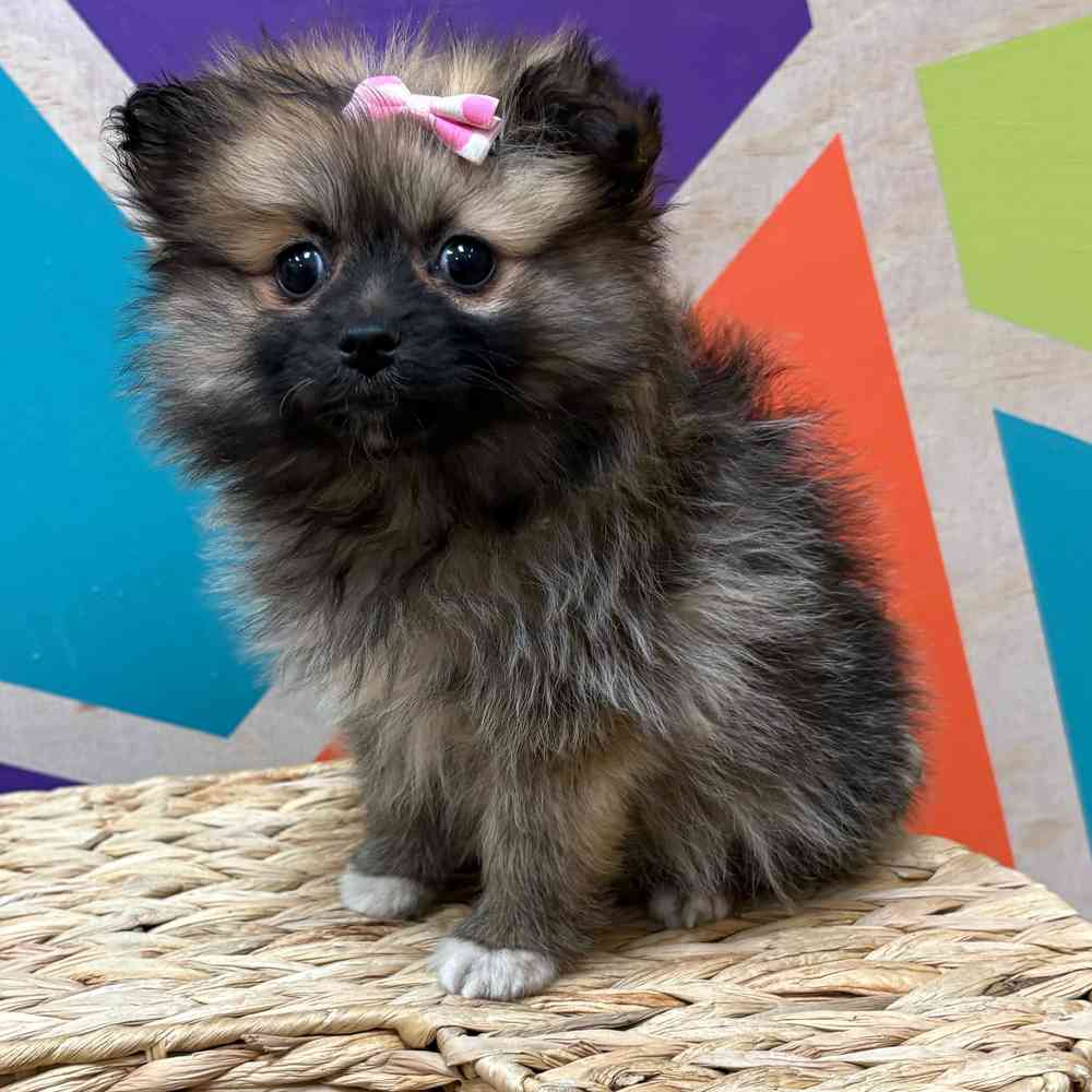 Female Pomeranian puppy named Winter for sale at Petland Wichita West.