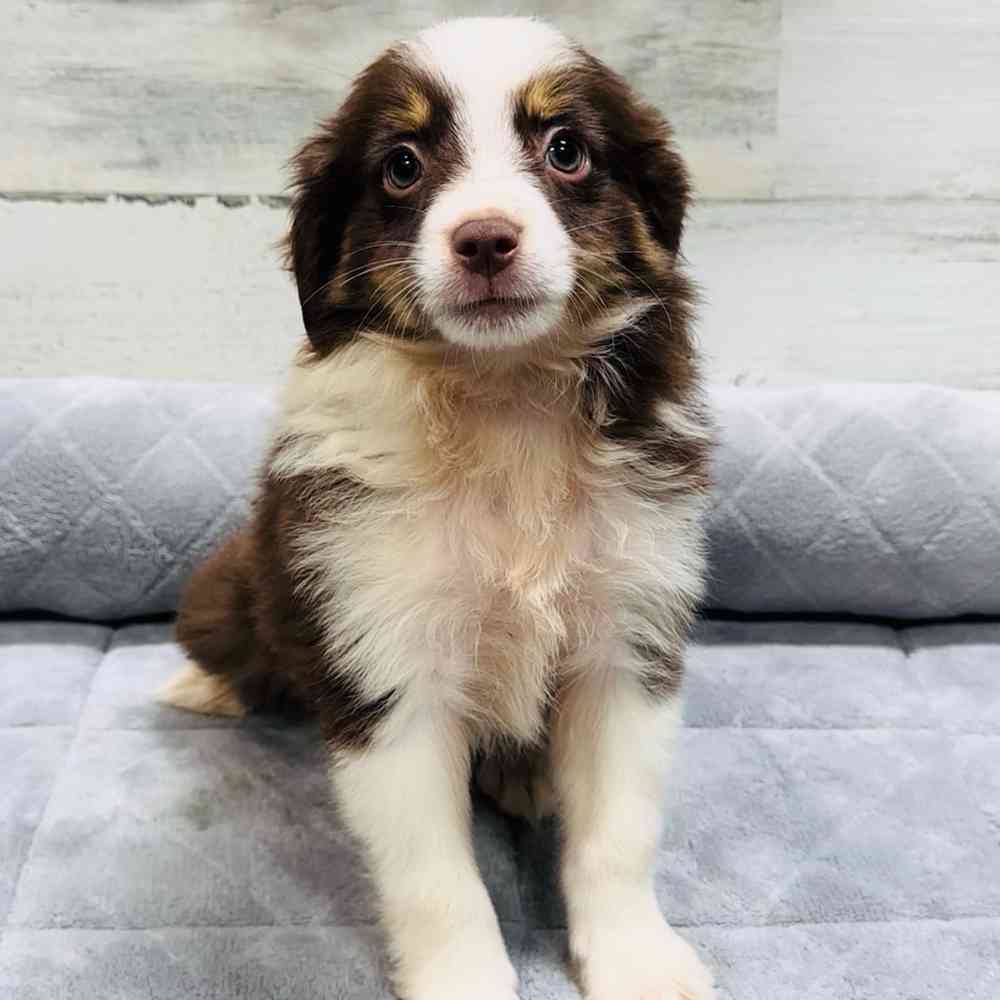 Male Mini Aussie puppy named Lincon for sale at Petland Wichita West.