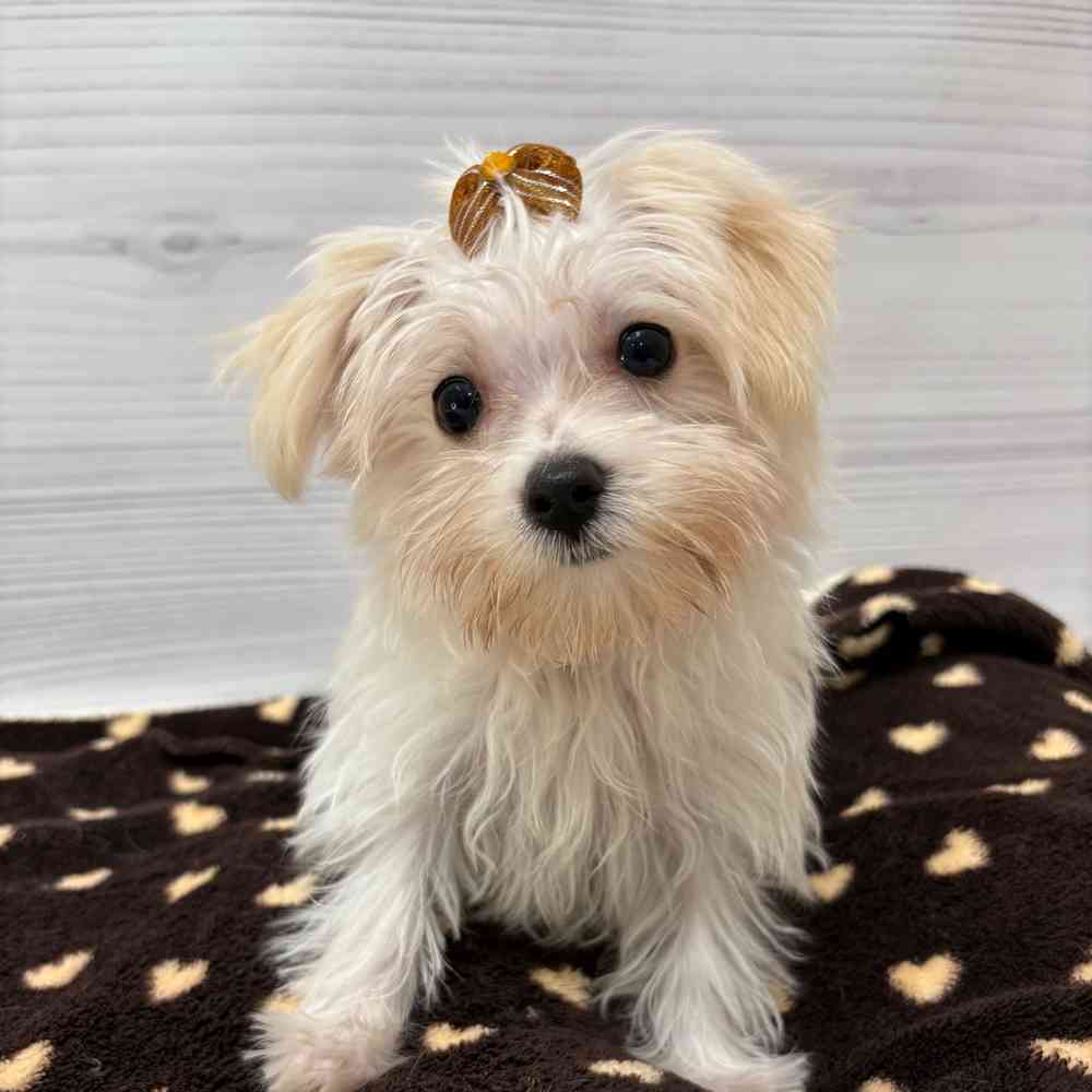 Female Morkie puppy named Elsa for sale at Petland Wichita West.