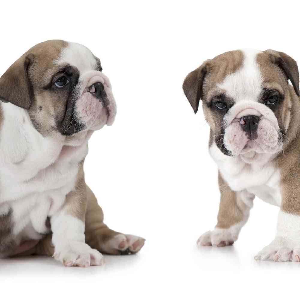English Bulldog Puppies for Sale image
