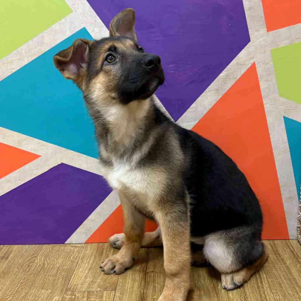 Female German Shepherd puppy named Kayda for sale at Petland Wichita West.