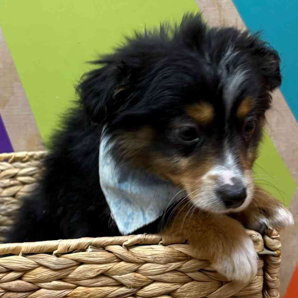 Male Mini Aussie puppy named Jack for sale at Petland Wichita West.