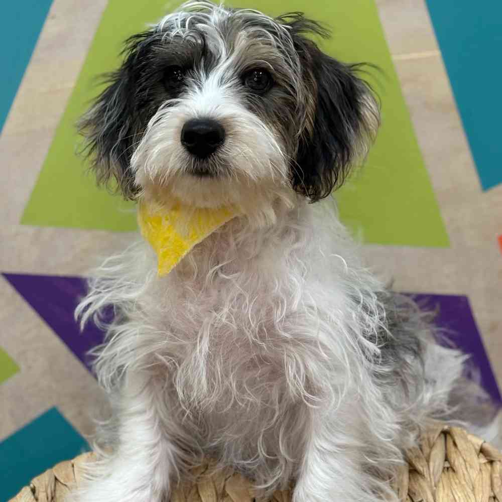 Male Yorkie-Poo puppy named Jax for sale at Petland Wichita West.