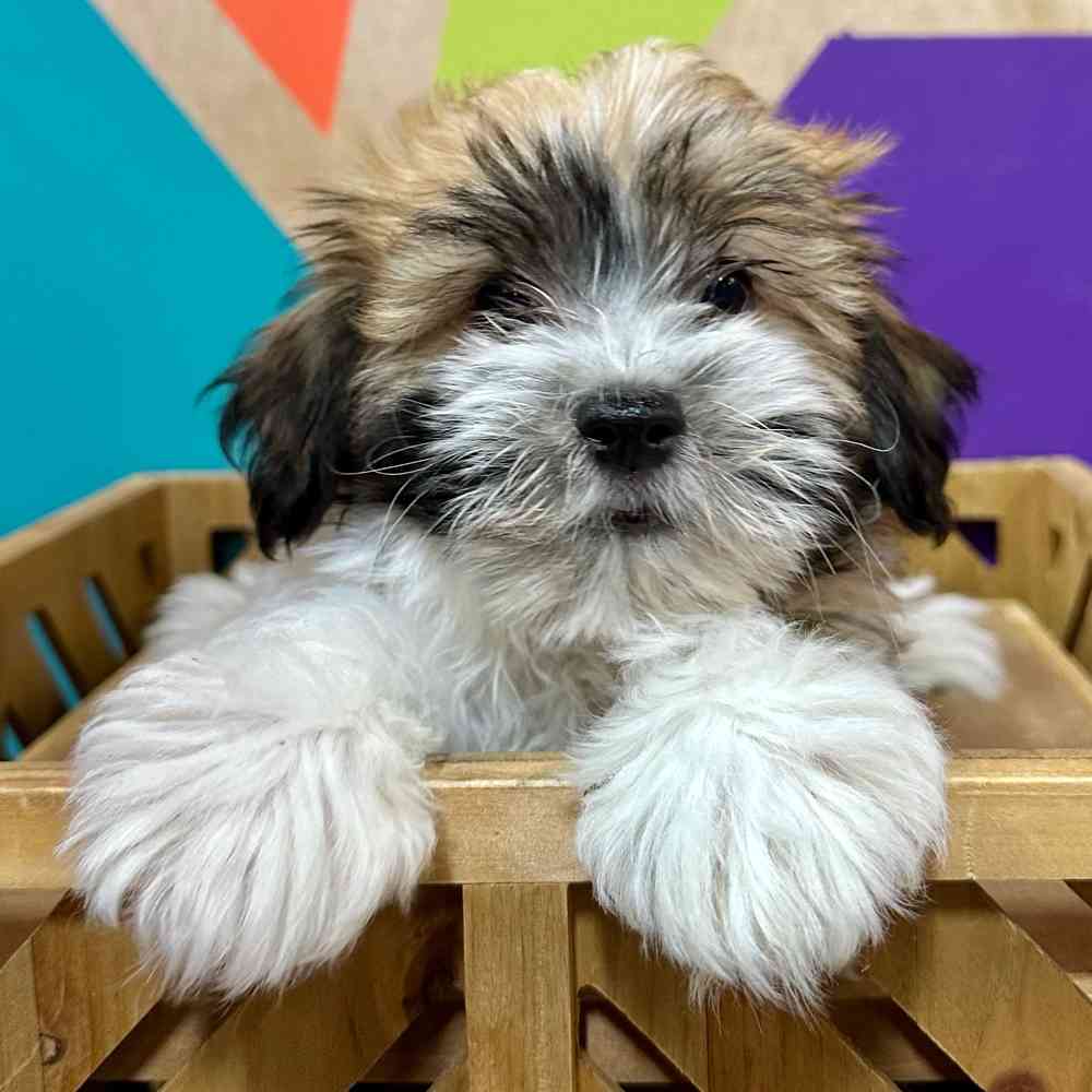 Male Havanese puppy named Kelce for sale at Petland Joplin.