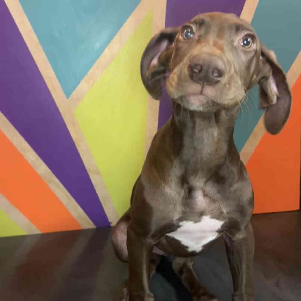 Female Great Dane puppy named Sienna for sale at Petland Fayetteville.