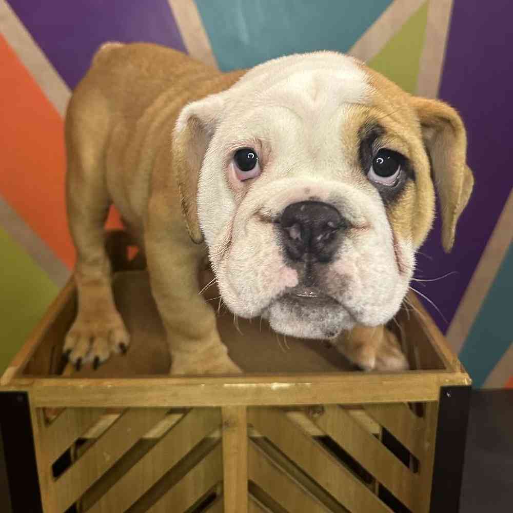 Male English Bulldog puppy named Berkely for sale at Petland Rogers.