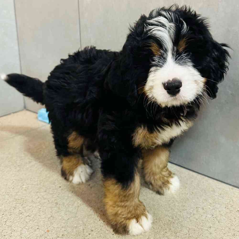 Male Mini Bernedoodle puppy named Benson for sale at Petland Rogers.