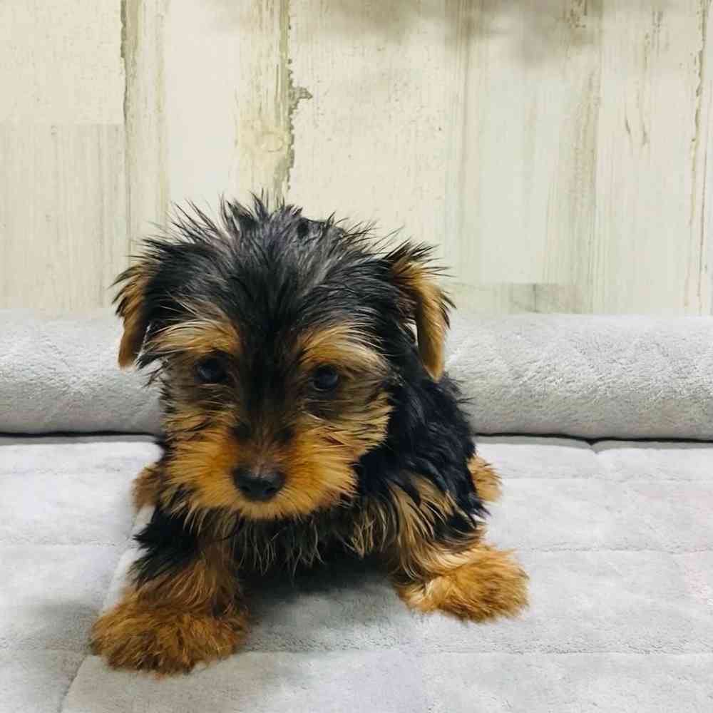 Male Yorkie puppy named Pancho for sale at Petland Wichita West.
