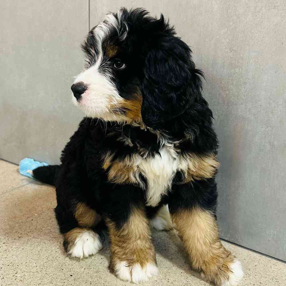 Male Mini Bernedoodle puppy named Benson for sale at Petland Rogers.