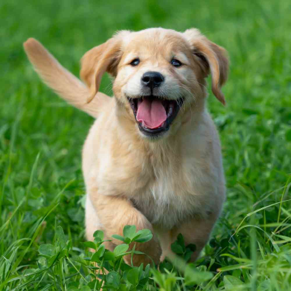 Puppy for sale