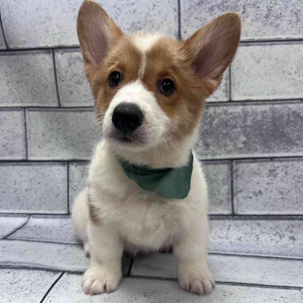 Male Pembroke Welsh Corgi puppy named Button for sale at Petland Fayetteville.
