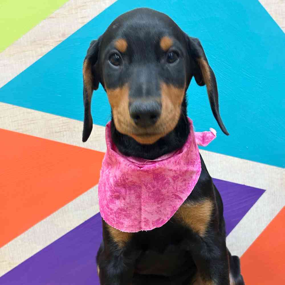 Female Doberman Pinscher puppy named Pearl for sale at Petland Wichita West.