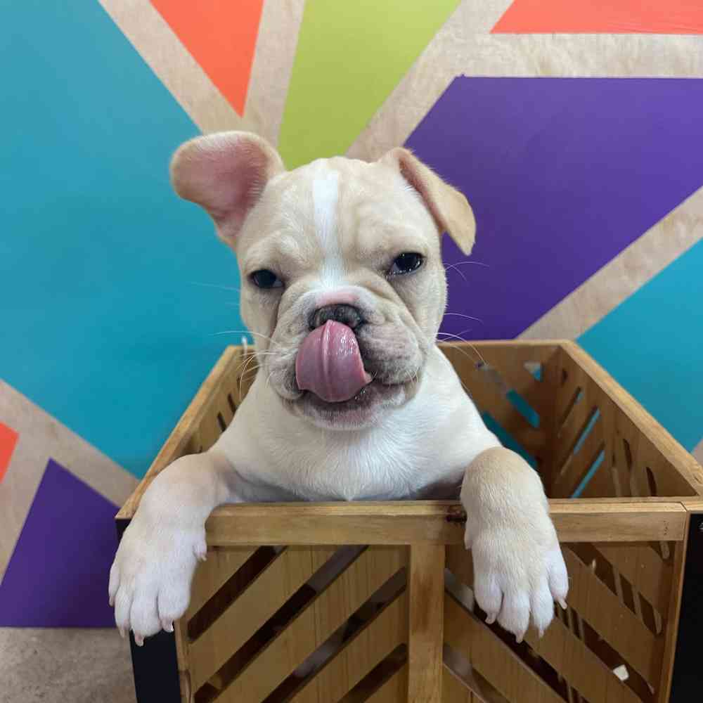 Male French Bulldog puppy named Chico for sale at Petland Joplin.